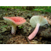 Мицелий Сыроежки красивой  / Сыроежка розовая (Russula bella)